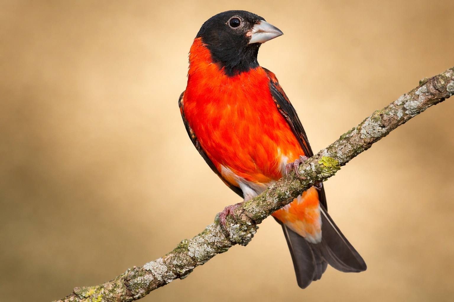 Cardenalito de venezuela