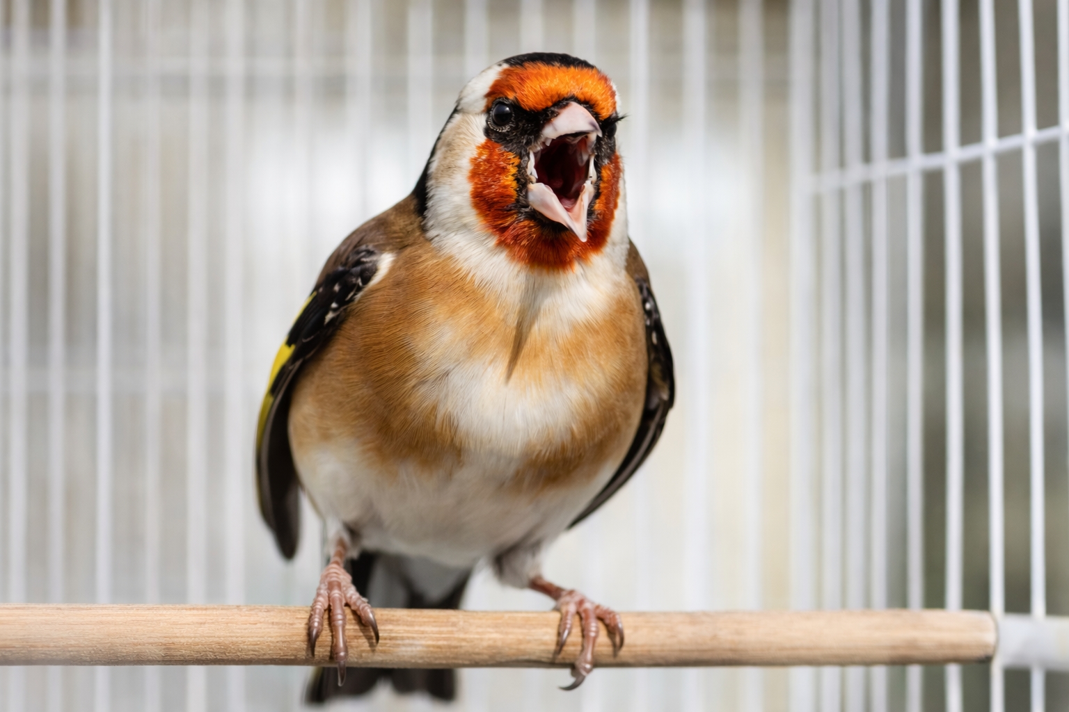 el canto del jilguero