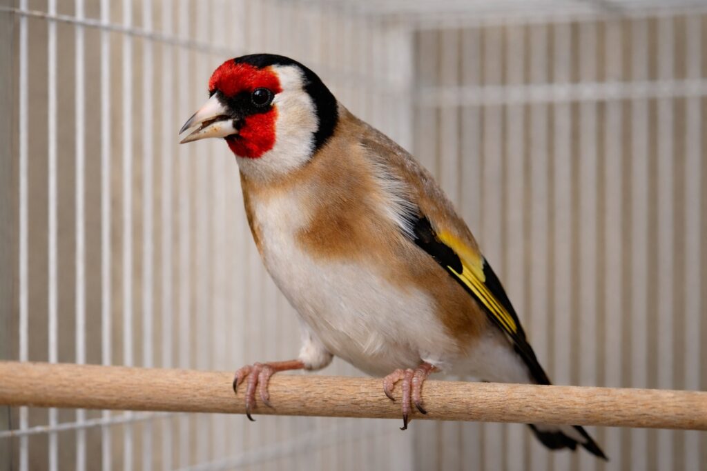 jilguero de sobre año