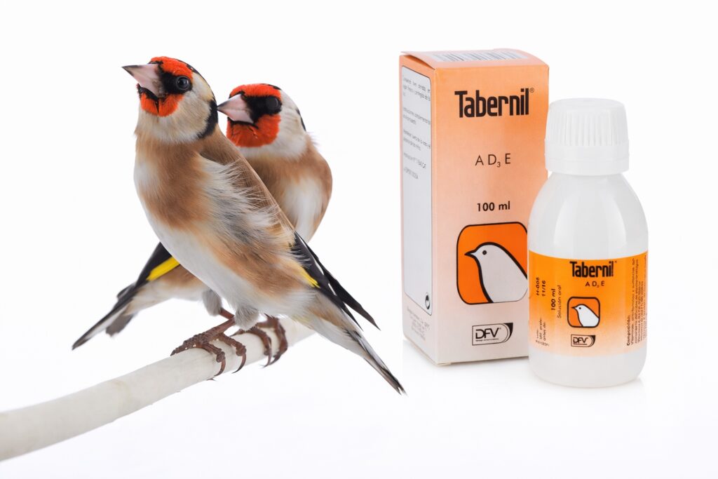 Tabernil AD3E en jilgueros