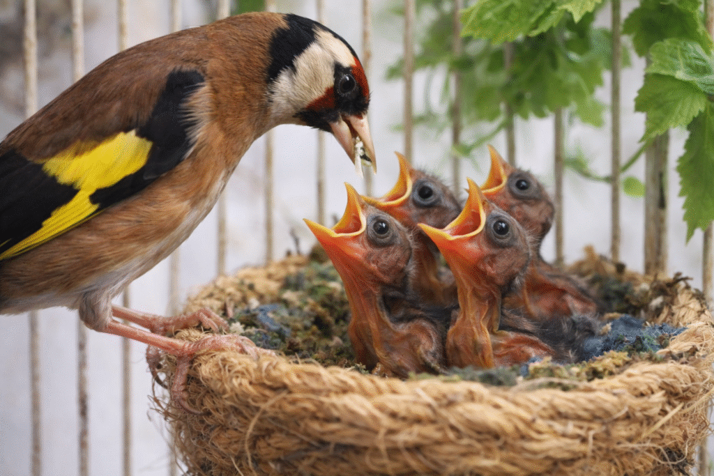 cría de jilgueros en cautividad