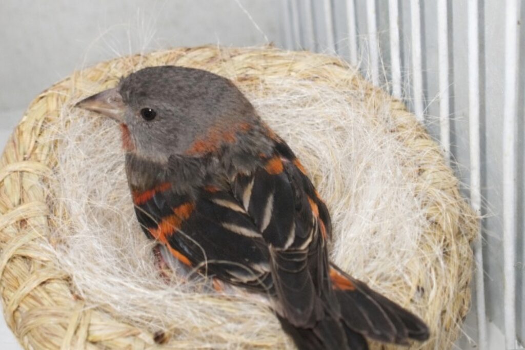hembra de cardenalito de Venezuela incubando nido