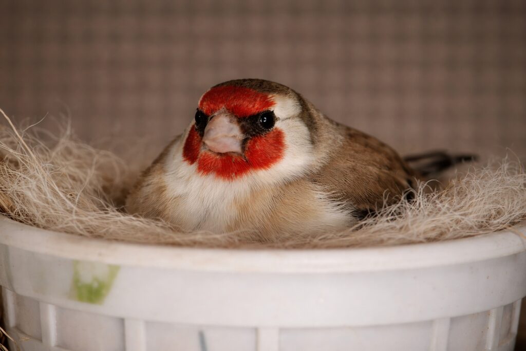 Jilguera incubando nido