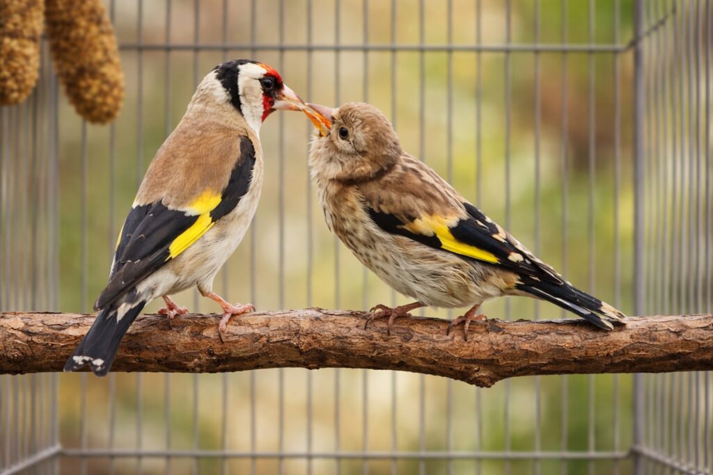 cría de jilgueros en cautividad
