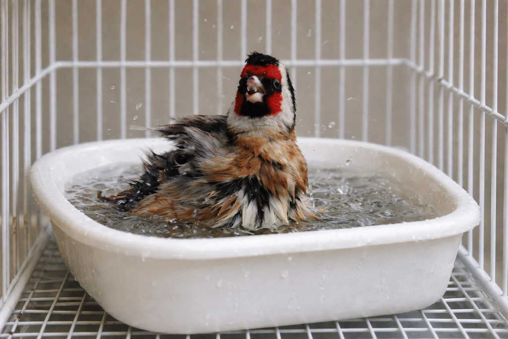 baño para jilgueros