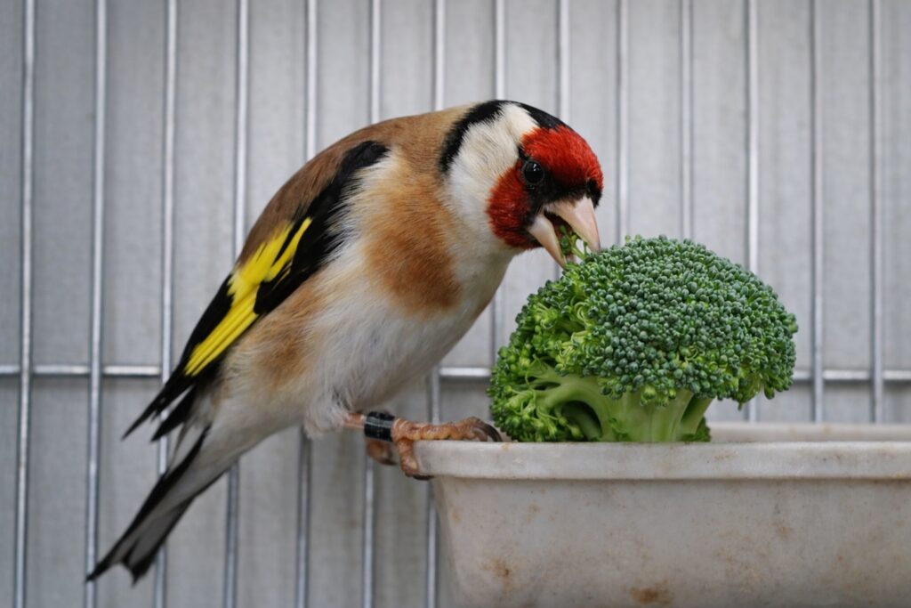 jilguero comiendo brócoli