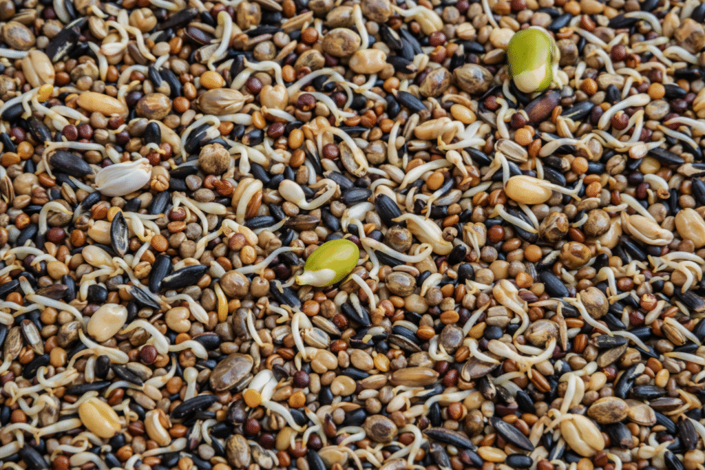 Germinados para jilgueros