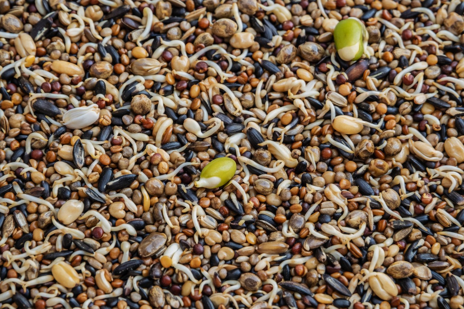 Germinados para jilgueros