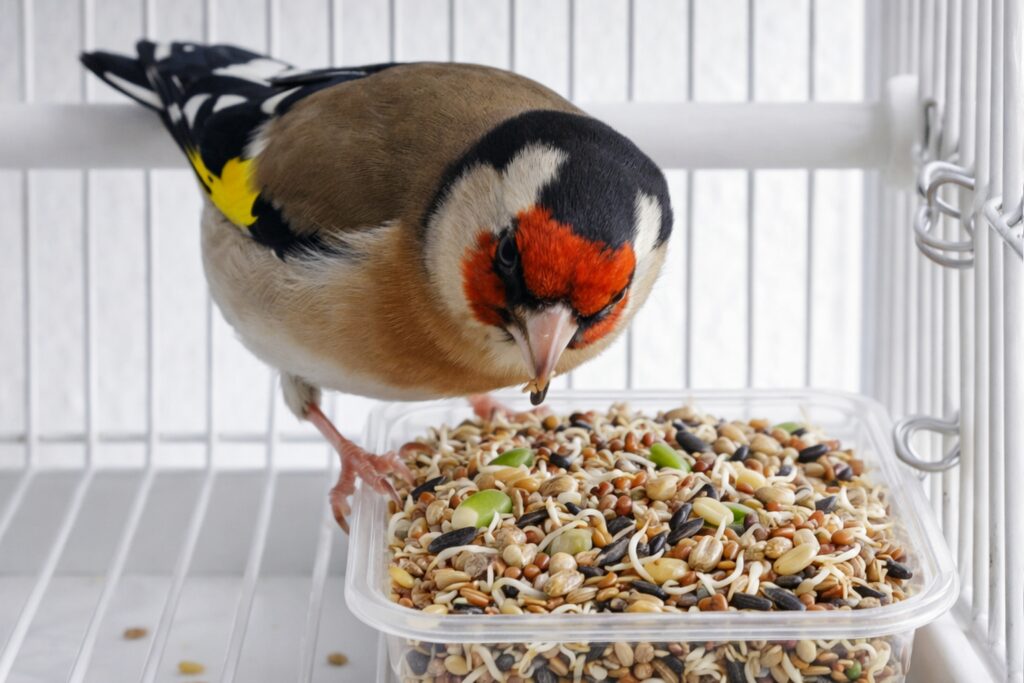 hembra de jilguero comiendo semillas germinadas